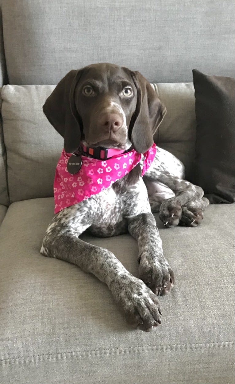 Marcela, a German Shorthaired Pointer tested with EmbarkVet.com