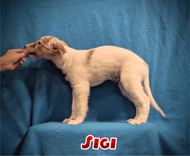 Sigi, a Silken Windhound tested with EmbarkVet.com