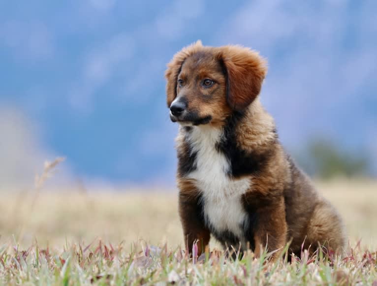 Burley, an English Shepherd tested with EmbarkVet.com