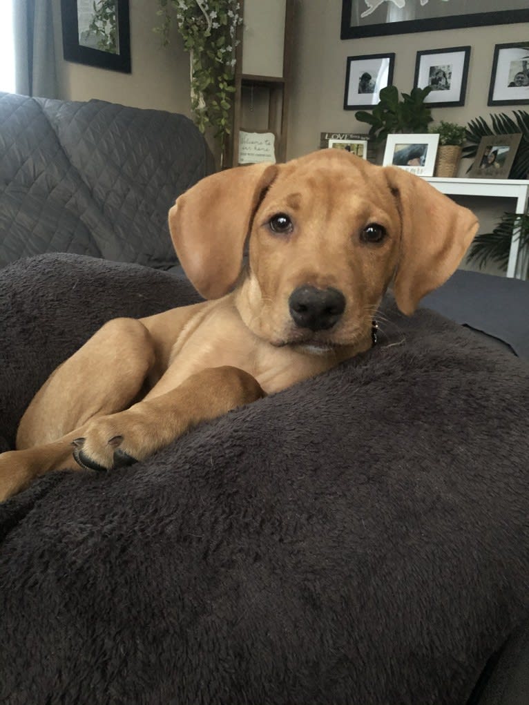 Murphy, a Pointer and Labrador Retriever mix tested with EmbarkVet.com