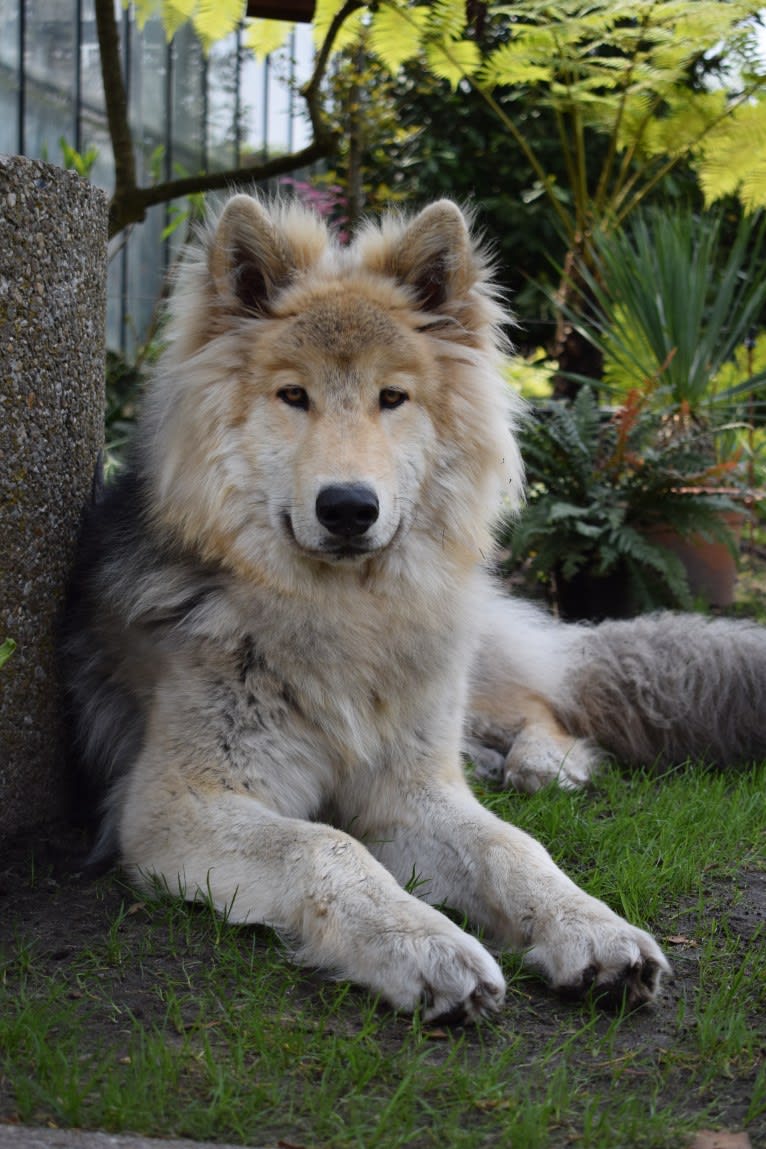 Kaj a dog tested with EmbarkVet.com