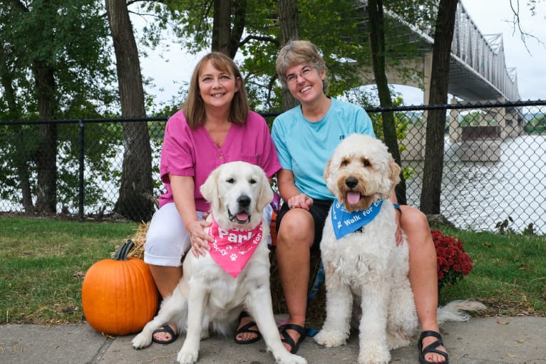 Photo of Winston, a Goldendoodle  in Rochester, Illinois, USA