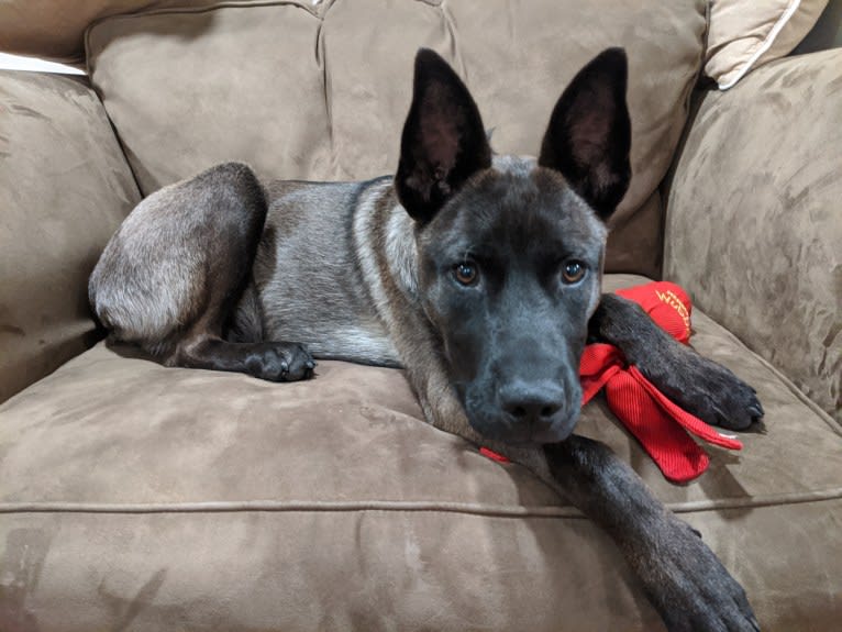 Jax, a Siberian Husky and Chow Chow mix tested with EmbarkVet.com