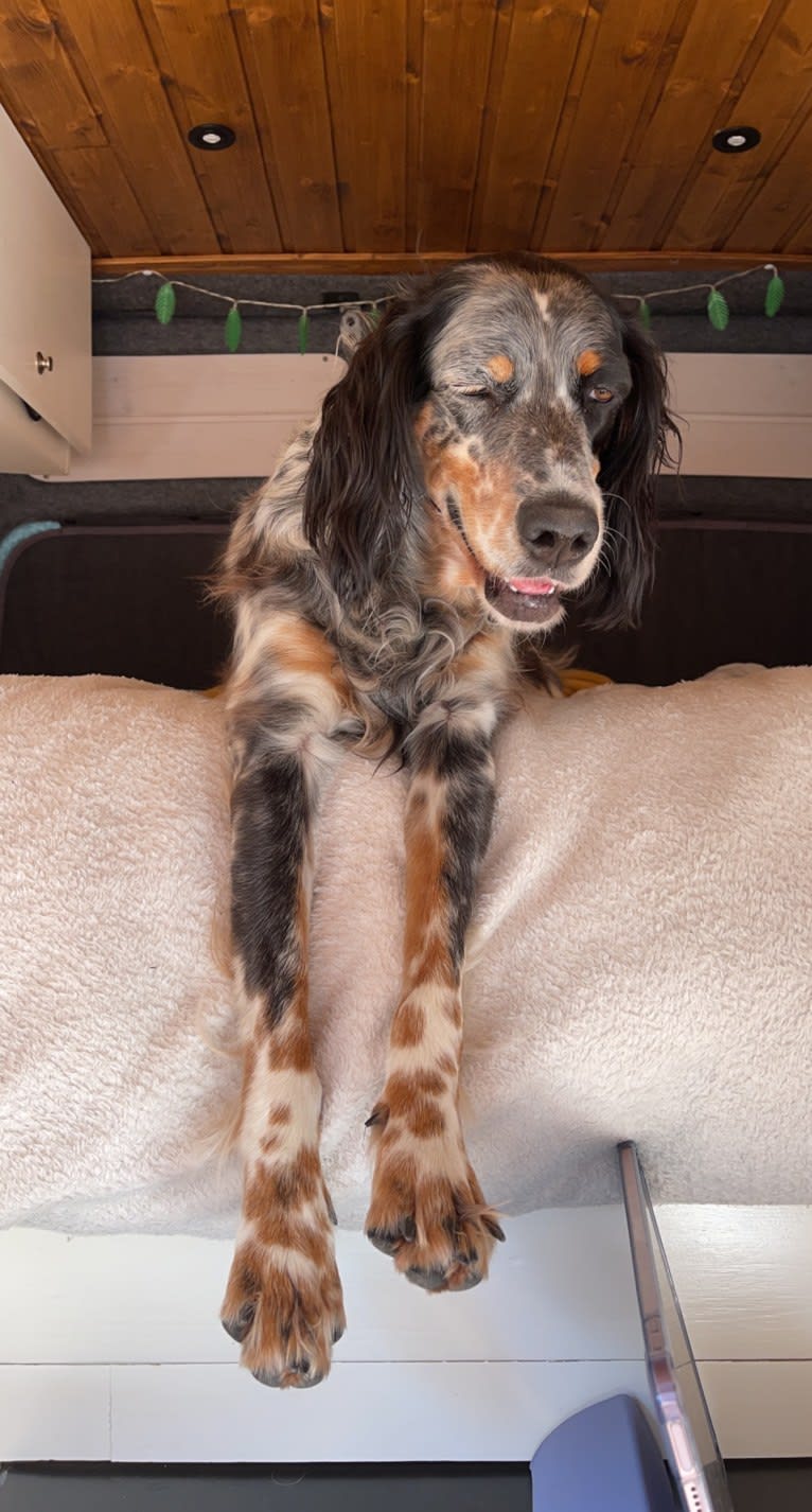 Daisy, an English Setter tested with EmbarkVet.com