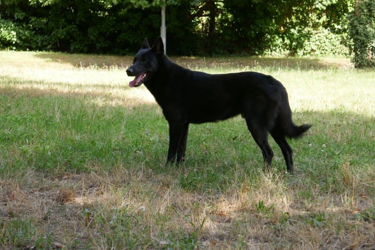 Moshae, a Canaan Dog tested with EmbarkVet.com