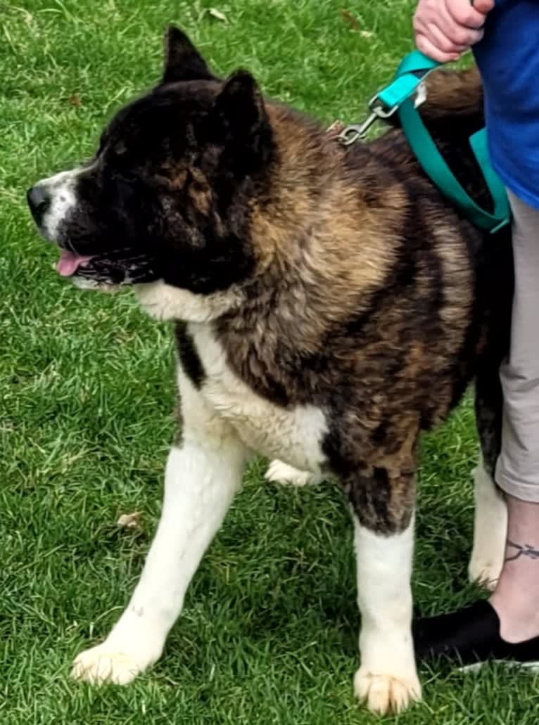 Bruno, an Akita tested with EmbarkVet.com