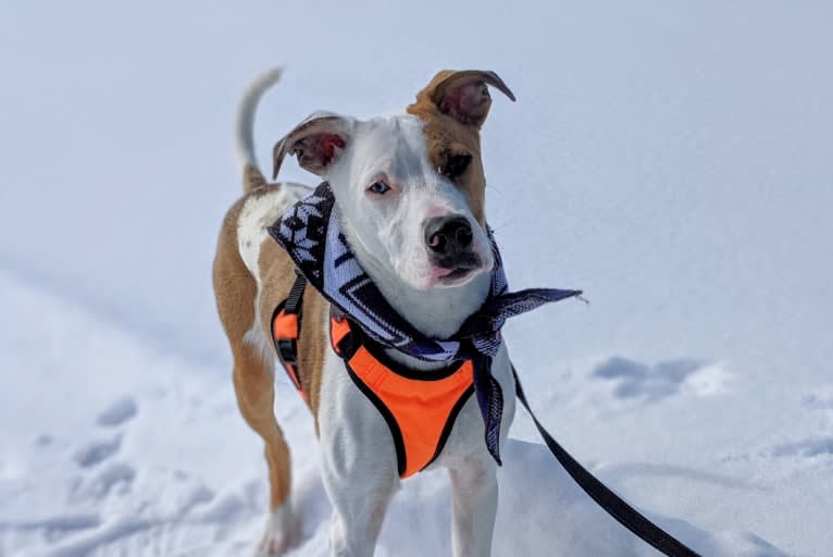 Jax, a Rhodesian Ridgeback and Boxer mix tested with EmbarkVet.com