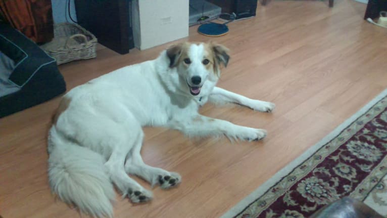 Scout, a Border Collie and Great Pyrenees mix tested with EmbarkVet.com