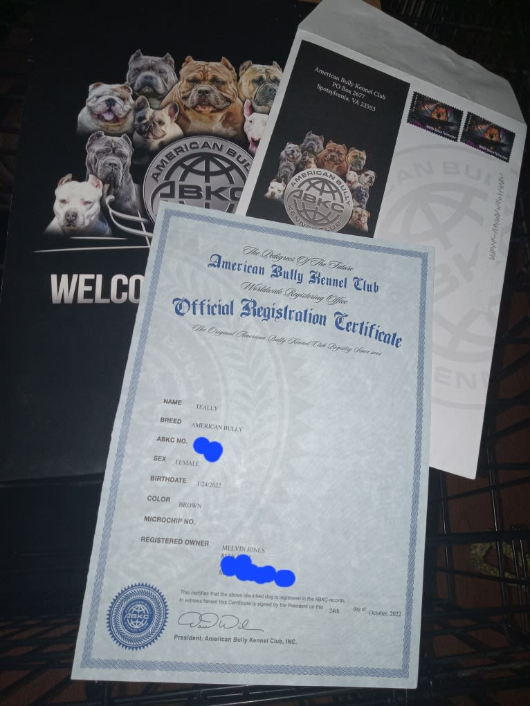 Teally, an American Bully tested with EmbarkVet.com