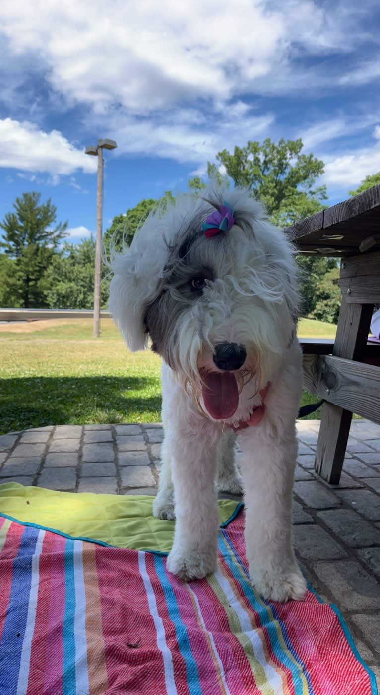 Indy, an Old English Sheepdog tested with EmbarkVet.com