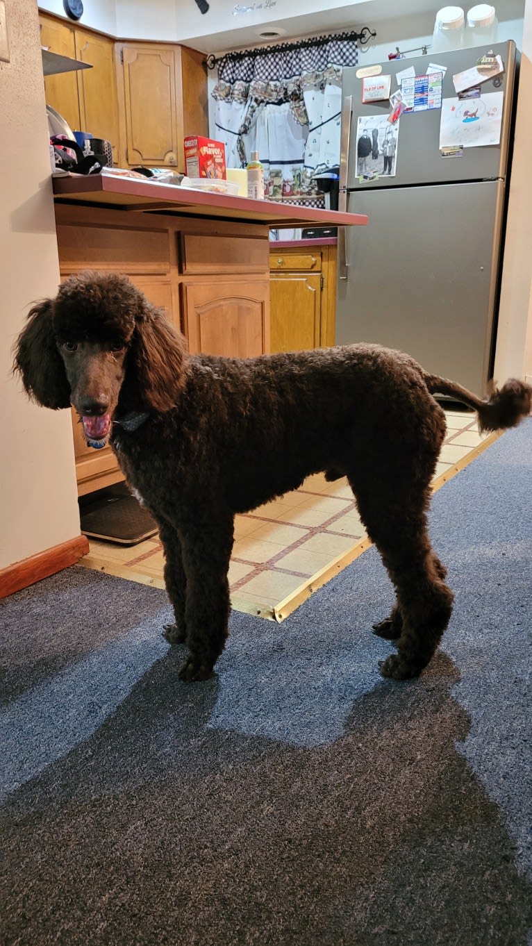 Dewy, a Poodle (Standard) tested with EmbarkVet.com