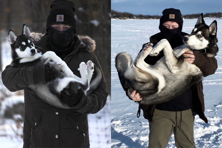 Avatar’s Polar Legend “Naga”, a Siberian Husky and Labrador Retriever mix tested with EmbarkVet.com