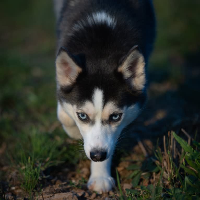 SKADI, a Pomsky tested with EmbarkVet.com