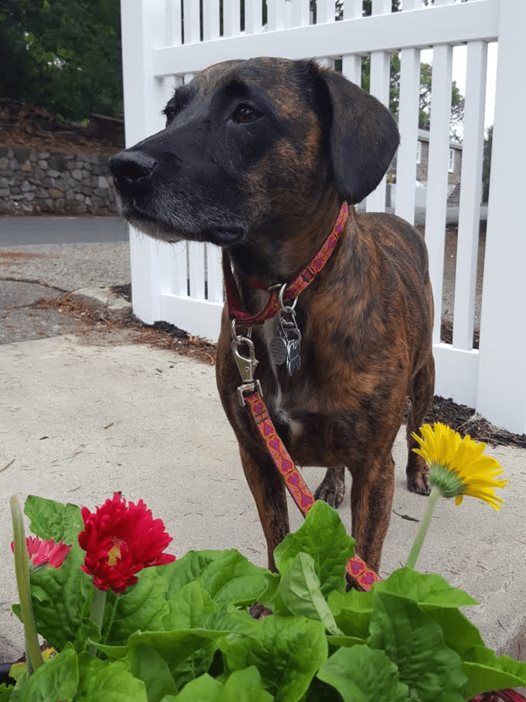 Gracie Love, a Dachshund and American Pit Bull Terrier mix tested with EmbarkVet.com