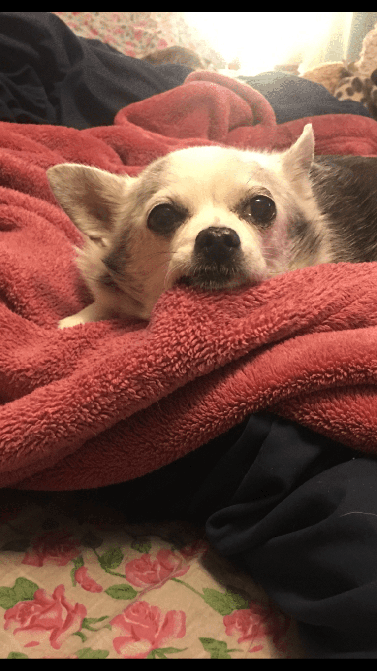 Mikey, a Chihuahua tested with EmbarkVet.com