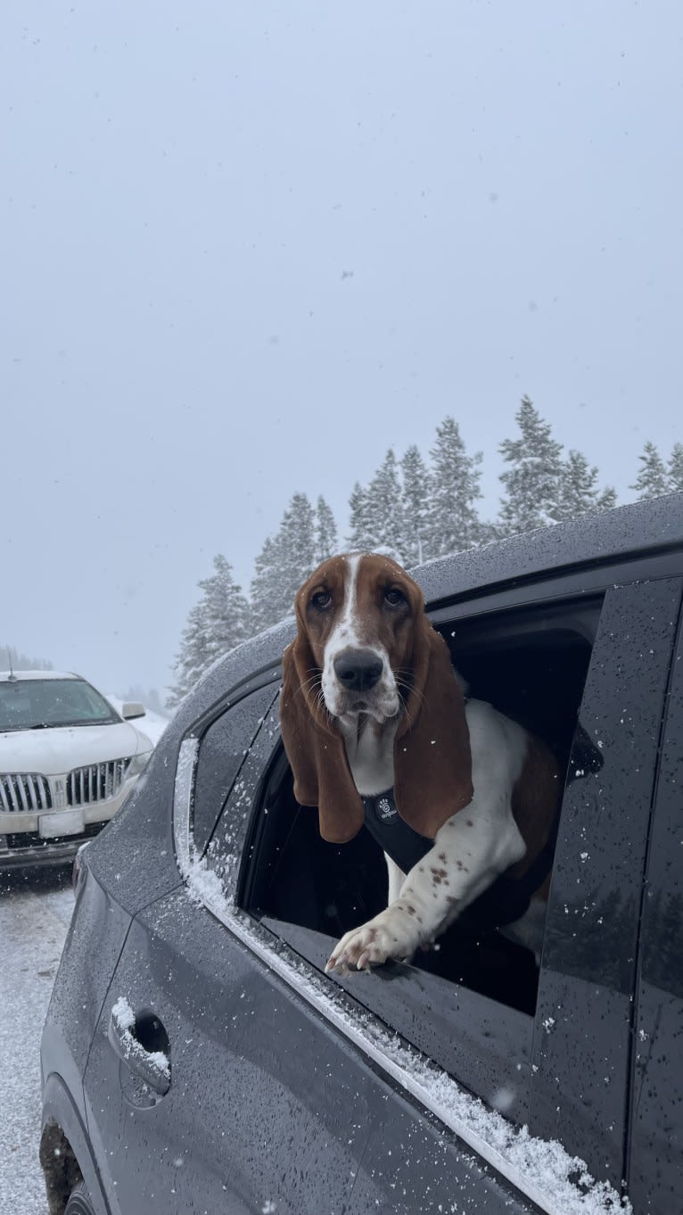 Zoey, a Basset Hound tested with EmbarkVet.com