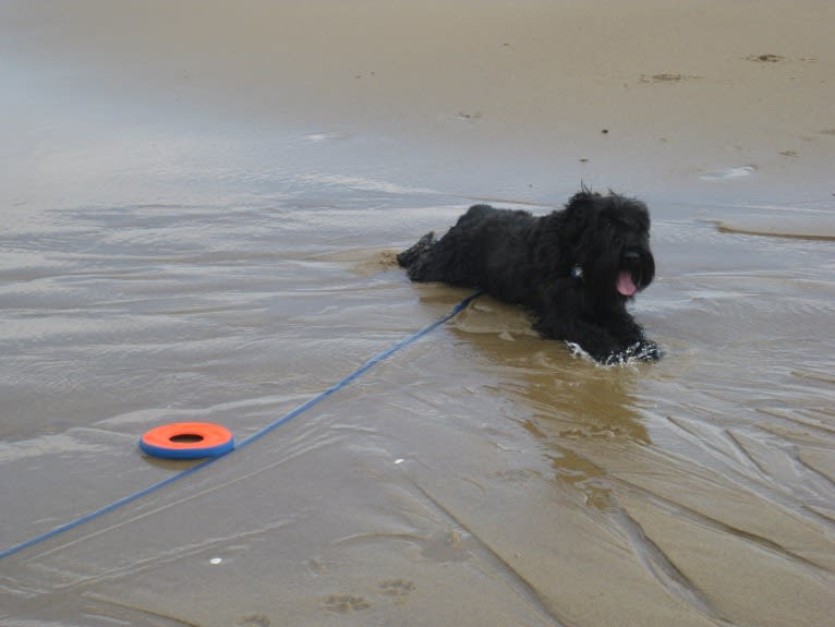 Seamus, a Standard Schnauzer tested with EmbarkVet.com