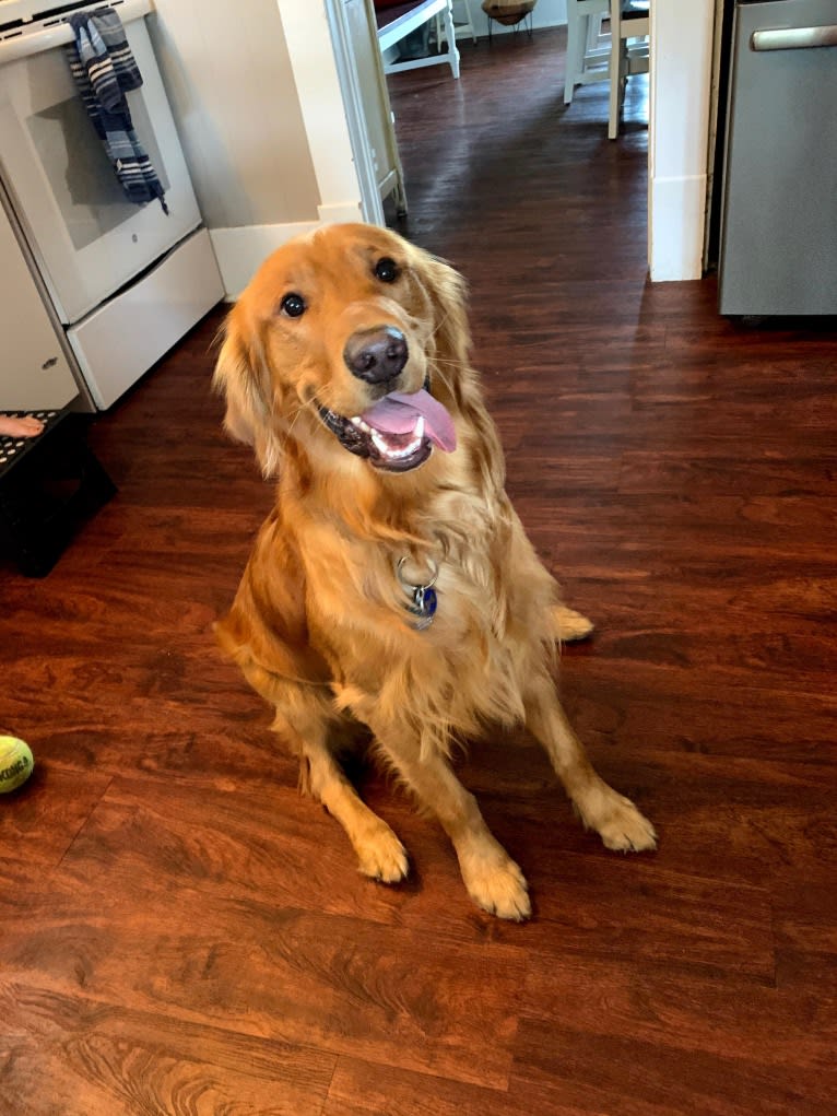 Cooper, a Golden Retriever tested with EmbarkVet.com