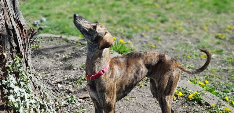 Zahara, an Arabian Village Dog and Saluki mix tested with EmbarkVet.com