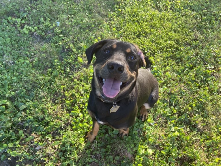 Arlo, a Labrador Retriever and Pointer mix tested with EmbarkVet.com