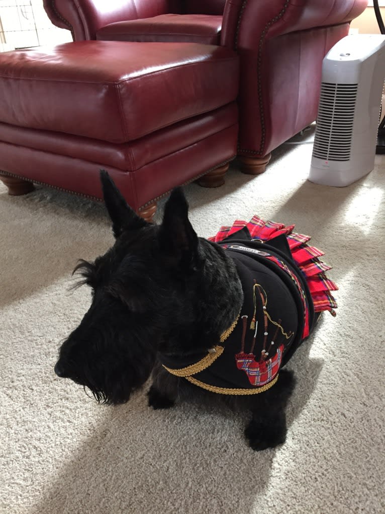 Stormy Weather, a Scottish Terrier tested with EmbarkVet.com