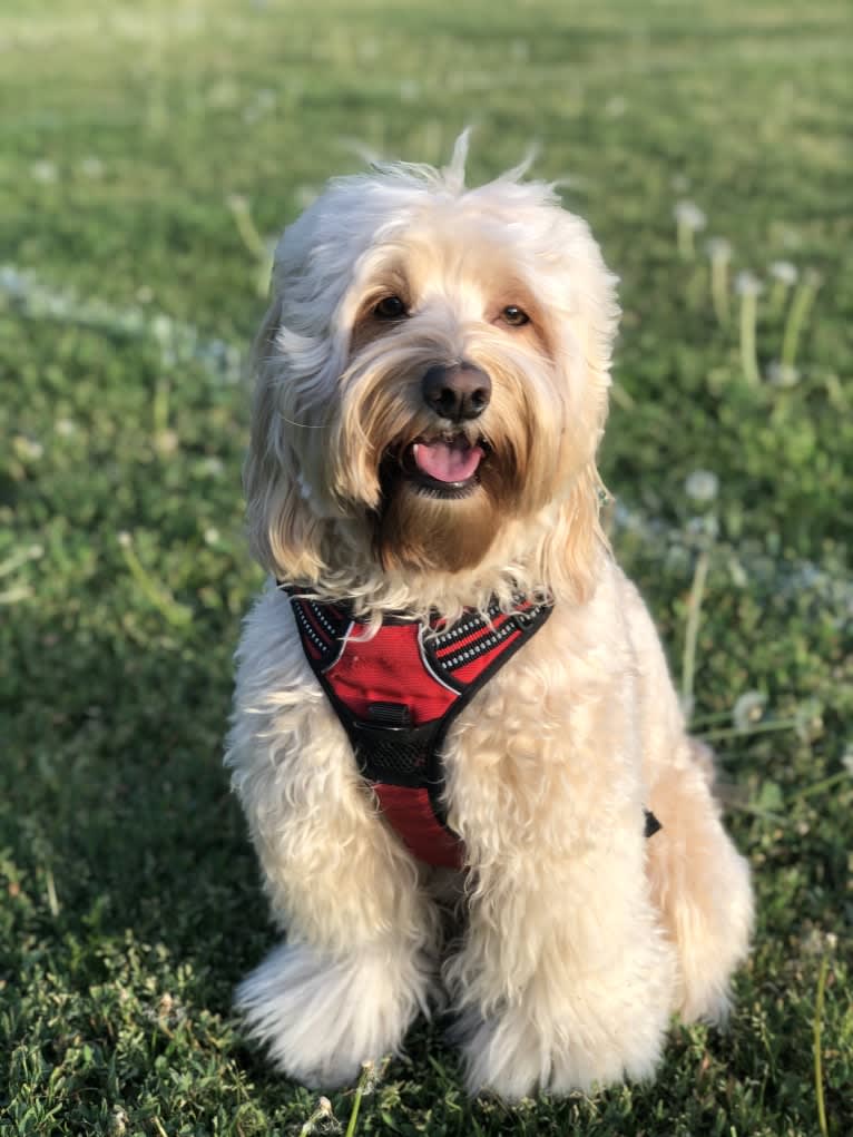 Angus, a Poodle (Small) and Cocker Spaniel mix tested with EmbarkVet.com