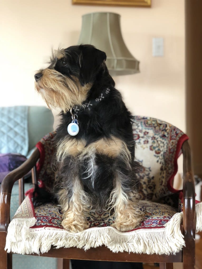 Zoey Zozo, a Miniature Schnauzer and Cocker Spaniel mix tested with EmbarkVet.com