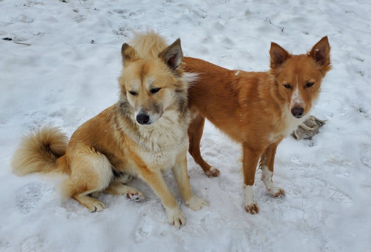 Nelson, an Arabian Village Dog tested with EmbarkVet.com