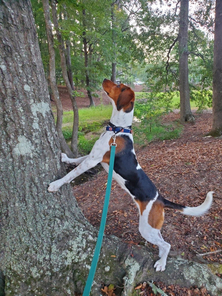 Lunatic, a Basset Hound and Boston Terrier mix tested with EmbarkVet.com