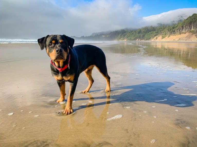 Daisy Mae, a Rottweiler tested with EmbarkVet.com