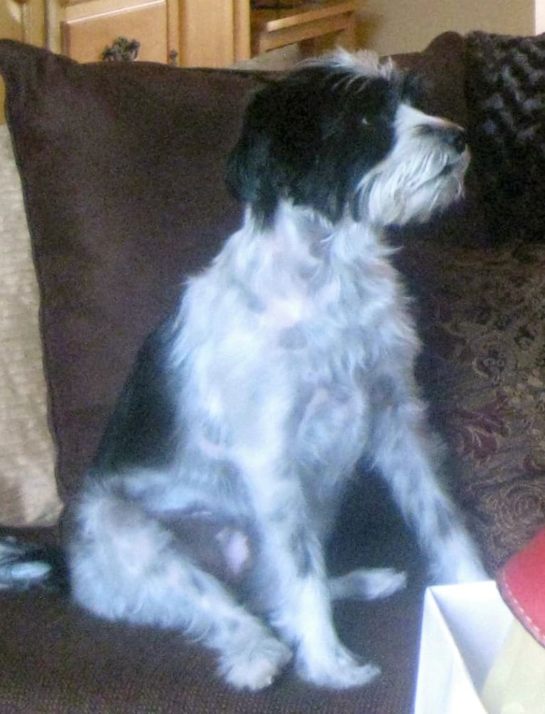 Viola, a Cocker Spaniel and Yorkshire Terrier mix tested with EmbarkVet.com