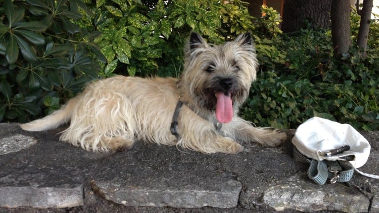 Nino, a Cairn Terrier tested with EmbarkVet.com