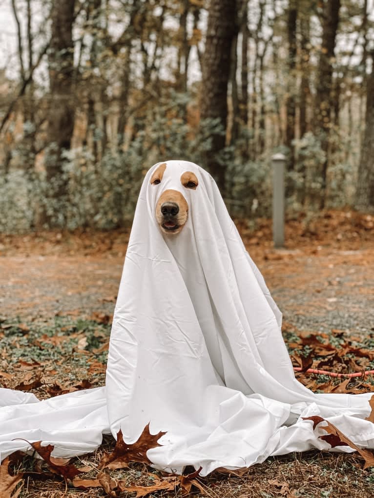 Marley, a Golden Retriever tested with EmbarkVet.com