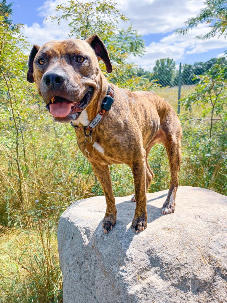 Tiger, an American Pit Bull Terrier tested with EmbarkVet.com