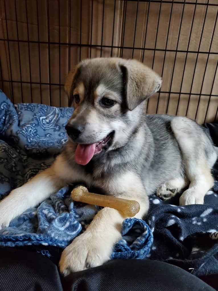 Timber, a Siberian Husky and American Bulldog mix tested with EmbarkVet.com