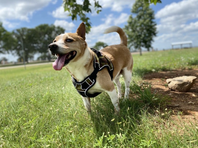 Nancy, a Chihuahua and Great Pyrenees mix tested with EmbarkVet.com