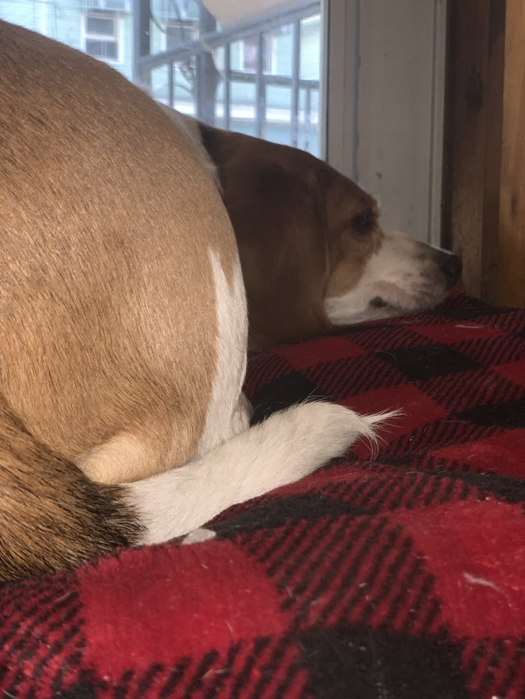 Boon, a Beagle (6.6% unresolved) tested with EmbarkVet.com