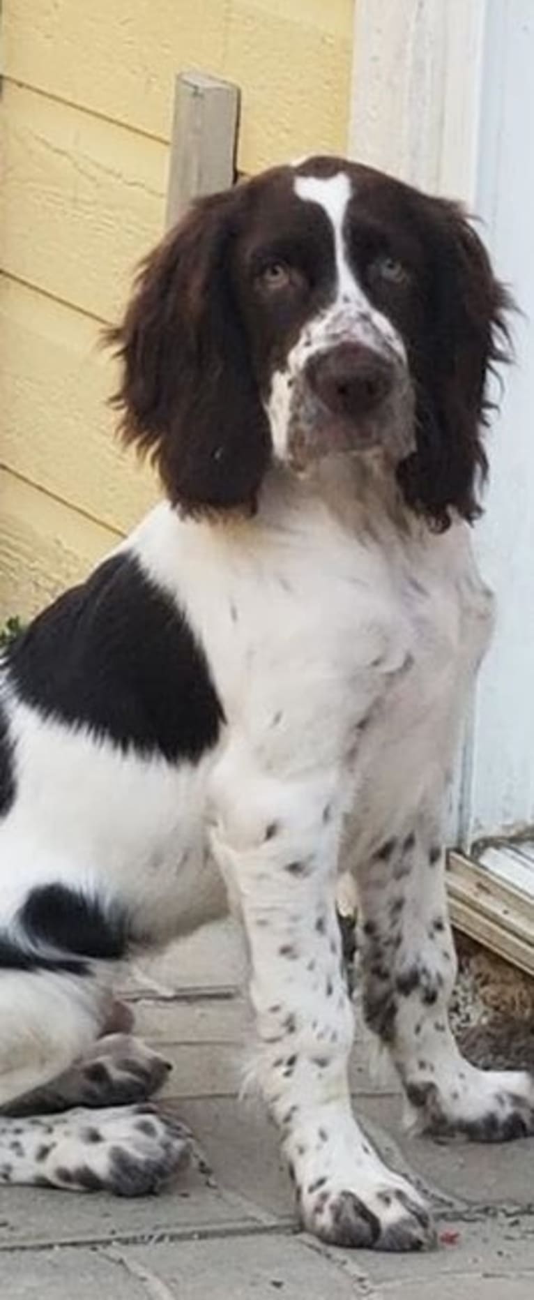 Oliver Spark de l'Amadis, a French Spaniel tested with EmbarkVet.com