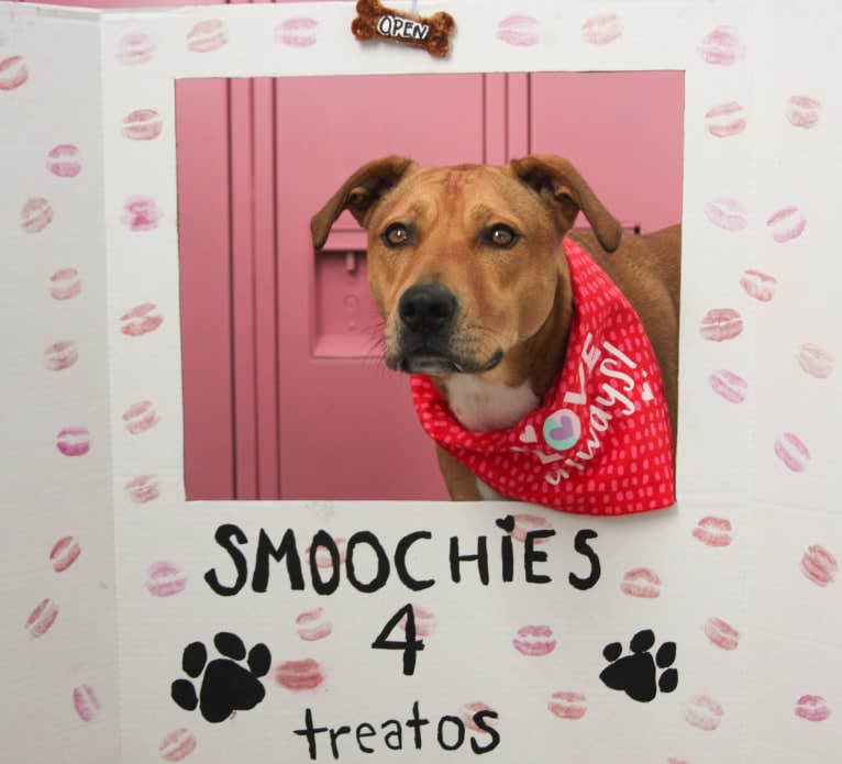 Everest, an American Pit Bull Terrier and Chow Chow mix tested with EmbarkVet.com