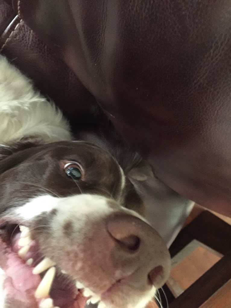 Charlie, a Brittany tested with EmbarkVet.com