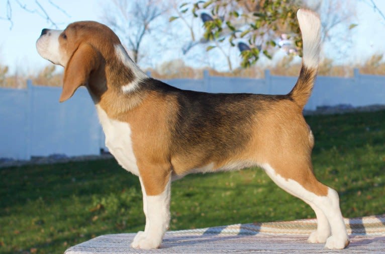 Jewel, a Beagle tested with EmbarkVet.com