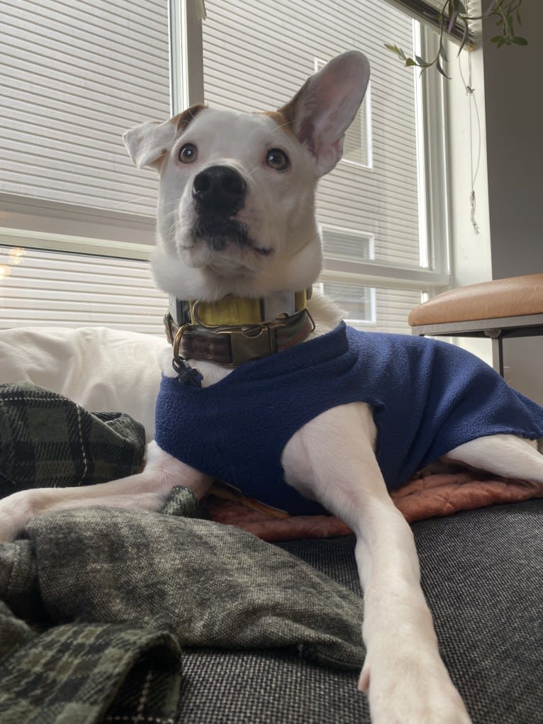 Pete, a Rat Terrier and American Pit Bull Terrier mix tested with EmbarkVet.com