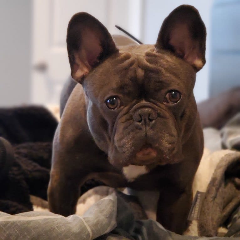 Diesel D, a French Bulldog tested with EmbarkVet.com