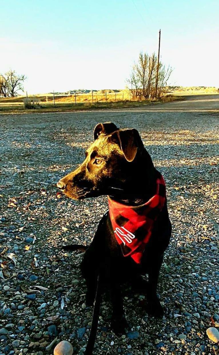 Tuff Justice Stanhope, a German Shepherd Dog and Australian Cattle Dog mix tested with EmbarkVet.com