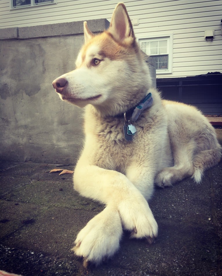 Kiba, a Siberian Husky and German Shepherd Dog mix tested with EmbarkVet.com