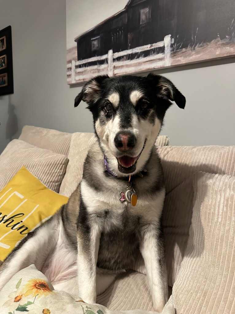 Keira, an Alaskan Malamute and Siberian Husky mix tested with EmbarkVet.com