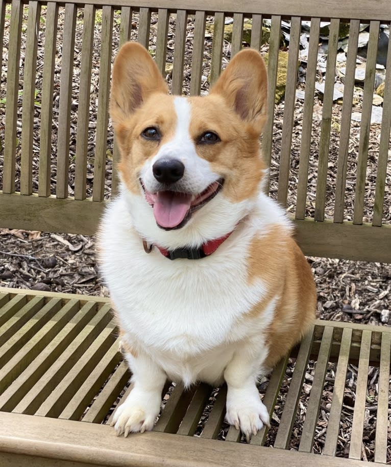 Lil Teddy, a Pembroke Welsh Corgi tested with EmbarkVet.com