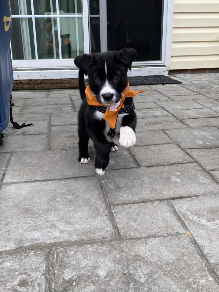 Marlowe Gandalf, a Siberian Husky and Australian Shepherd mix tested with EmbarkVet.com