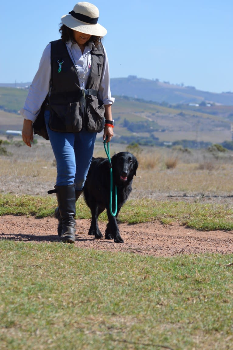 Delft, a Flat-Coated Retriever tested with EmbarkVet.com