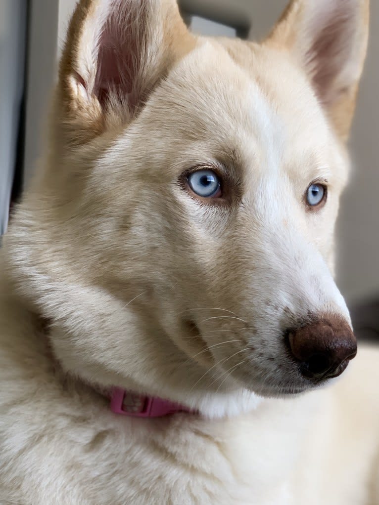 Sona, a Siberian Husky tested with EmbarkVet.com